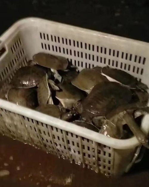 甲鱼又惹争议？权威专家澄清 水产品安全可靠，消费者无需恐慌