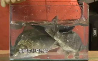 谁说买海鲜越活分越好？得知真相吓懵圈！水产品的惊人内幕